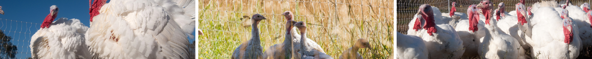 Pasture Raised Turkeys
