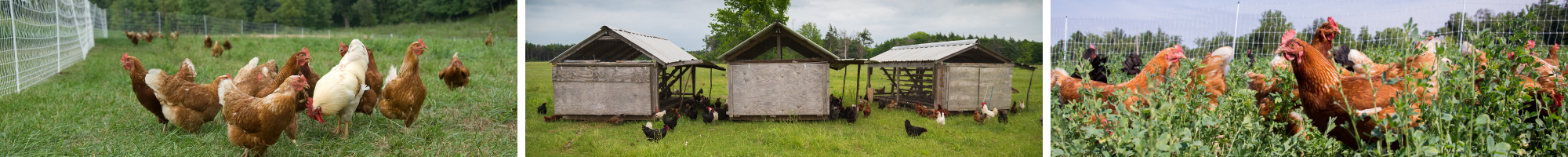 Pasture Raised Chickens