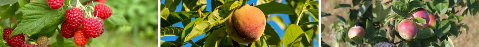 Regenerative Fruit