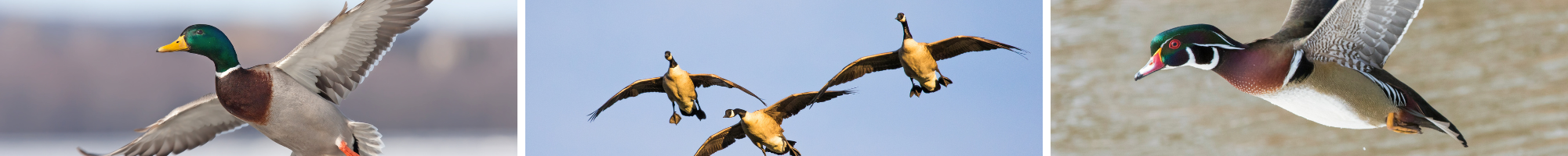 Waterfowl Hunting